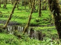 Moss on alder trees in the rainforest Royalty Free Stock Photo