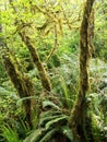 Moss on alder trees in the rainforest Royalty Free Stock Photo