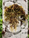 Moss on alder trees in the rainforest Royalty Free Stock Photo