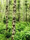 Moss on alder trees in the rainforest Royalty Free Stock Photo