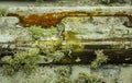 Moss and Algae growing on Boat Royalty Free Stock Photo