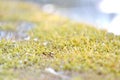 MOSS Royalty Free Stock Photo