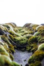 Moss as organic plant on a old riun roof