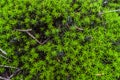 Moss as wallpaper
