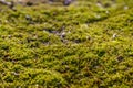 Moss on the asphalt. Lichen on the ground. Moss for background.