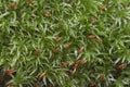 Moss Atrichum undulatum Royalty Free Stock Photo