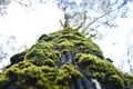 moss attached to the bark of a tree.