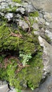 Moss attached to the rock surface