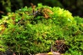 Moss attached to the tree