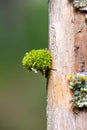 Moss attached to a tree trunk in the forest