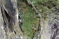 moss attached to tree trunks