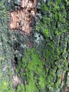 moss attached to tropical tree trunks