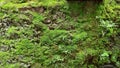 moss on the back wall of the house Royalty Free Stock Photo