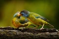 Moss-backed tanager, Bangsia edwardsi, bird feeding family behaviour in the tropic jungle forest. Tanager sittings on the branch, Royalty Free Stock Photo