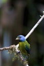 Moss-backed Tanager 844296 Royalty Free Stock Photo
