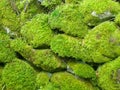 Moss background