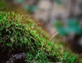 Moss background, green moss background, Green background, Moss, Background Royalty Free Stock Photo