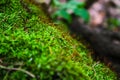 Moss background, green moss background, Green background, Moss, Background Royalty Free Stock Photo