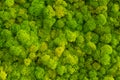 Moss background made of reindeer lichen Cladonia rangiferina. Royalty Free Stock Photo