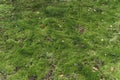 Moss background. Surface of green moss in the forest. Biodiversity and plant forest background. Royalty Free Stock Photo