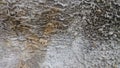 Moss background texture Royalty Free Stock Photo