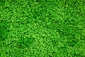 Moss background and wallpaper, green reindeer moss on inside wall of office