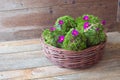 Moss balls Royalty Free Stock Photo