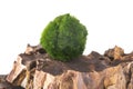 Moss balls on a rock Royalty Free Stock Photo