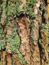 Moss on the bark of a pine tree. Fragment of a pine trunk. Autumn background