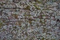 moss bark texture Royalty Free Stock Photo
