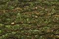 Moss bark texture Royalty Free Stock Photo