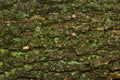 Moss bark texture