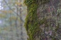 Moss cover on the trunk of a forest beech tree in autumn Royalty Free Stock Photo