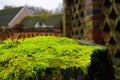 Moss Royalty Free Stock Photo