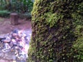 moss big tree Royalty Free Stock Photo