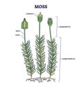 Moss biological anatomy with plant structure and parts outline diagram