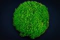 moss on a black background for ecology and natural cosmetics product placement
