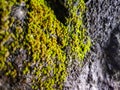 moss on black rock close up