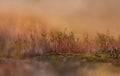 Moss blooming on a re background Royalty Free Stock Photo