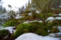 Moss and blueberry in winter, detail