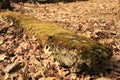 Moss is boss, full stone wall covered fully with green, brownish tints moss Royalty Free Stock Photo