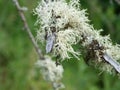 Moss on a branch in forest near Wawa Ontario Canada Royalty Free Stock Photo