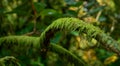Moss on Branches Royalty Free Stock Photo