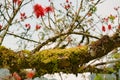 Blazing red blooms flowering on tree in Mountain Rainforest of Uganda