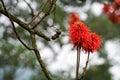 Blazing red blooms flowering on tree in Mountain Rainforest of Uganda