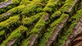 Moss Bryophyta covers rough textured tree bark in a forest setting Royalty Free Stock Photo