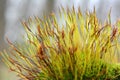 Moss (Bryophyta) grows in nature Royalty Free Stock Photo