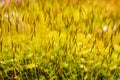 Moss (Bryophyta) grows in nature Royalty Free Stock Photo