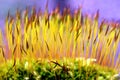 Moss (Bryophyta) grows in nature Royalty Free Stock Photo