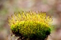 Moss (Bryophyta) grows in nature Royalty Free Stock Photo